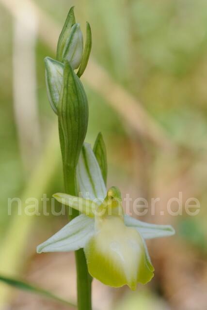W8331 Hufeisen-Ragwurz,Ophrys ferrum- equinum - Peter Wächtershäuser