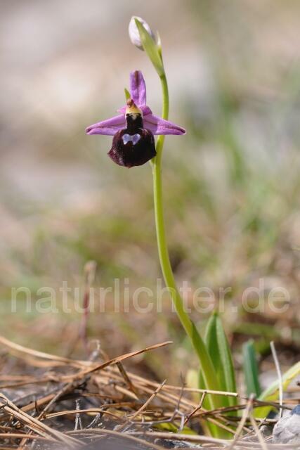 W8335 Hufeisen-Ragwurz,Ophrys ferrum- equinum - Peter Wächtershäuser