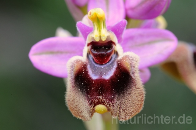 W8345 Löwenfarbige Ragwurz,Ophrys leochroma - Peter Wächtershäuser