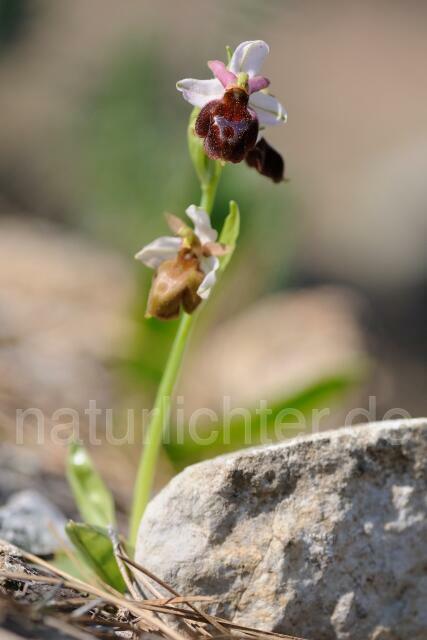 W8350 Licht-Ragwurz,Ophrys lucis - Peter Wächtershäuser