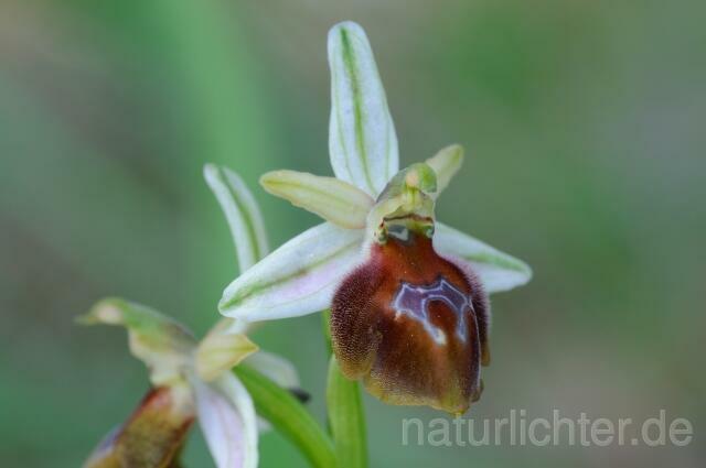 W8351 Licht-Ragwurz,Ophrys lucis - Peter Wächtershäuser