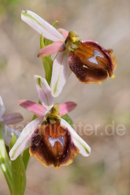 W8353 Licht-Ragwurz,Ophrys lucis - Peter Wächtershäuser