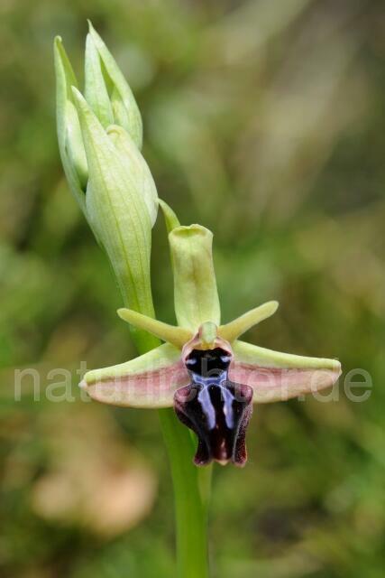 W8354 Busen-Ragwurz,Ophrys mammosa - Peter Wächtershäuser