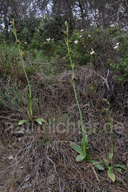 W8355 Busen-Ragwurz,Ophrys mammosa - Peter Wächtershäuser