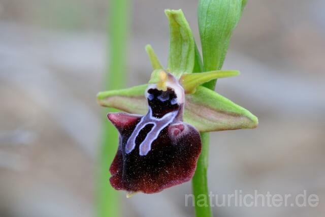 W8356 Busen-Ragwurz,Ophrys mammosa - Peter Wächtershäuser