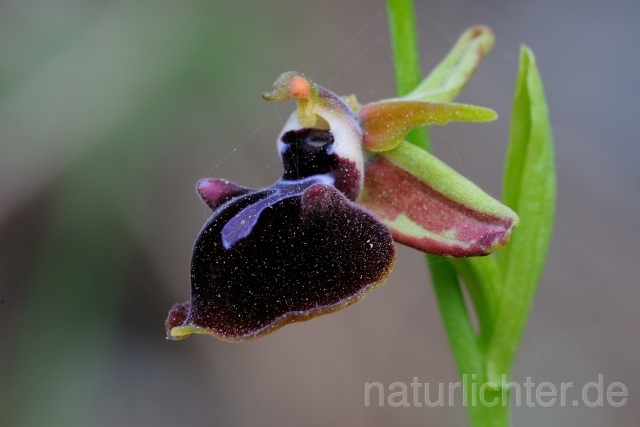 W8357 Busen-Ragwurz,Ophrys mammosa - Peter Wächtershäuser