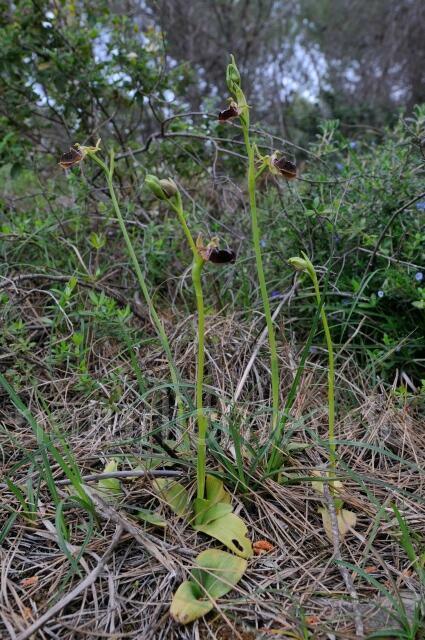 W8358 Busen-Ragwurz,Ophrys mammosa - Peter Wächtershäuser