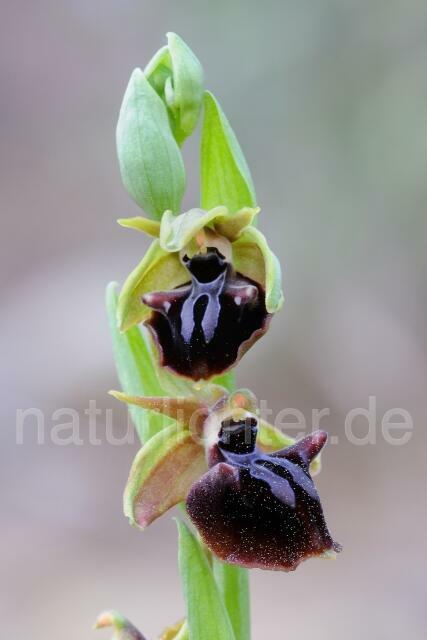 W8359 Busen-Ragwurz,Ophrys mammosa - Peter Wächtershäuser