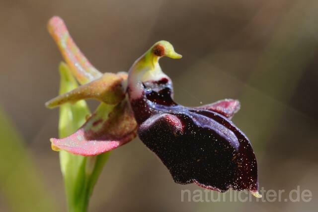 W8360 Busen-Ragwurz,Ophrys mammosa - Peter Wächtershäuser