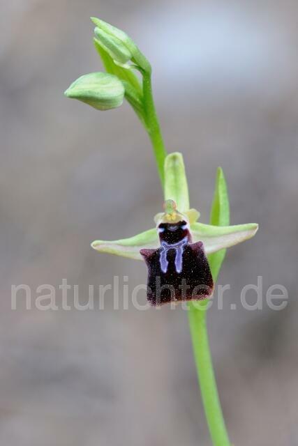 W8361 Busen-Ragwurz,Ophrys mammosa - Peter Wächtershäuser