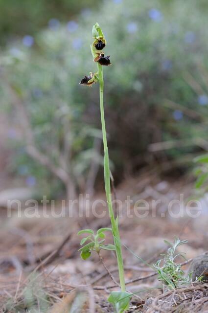 W8362 Busen-Ragwurz,Ophrys mammosa - Peter Wächtershäuser