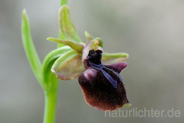 W8363 Busen-Ragwurz,Ophrys mammosa - Peter Wächtershäuser