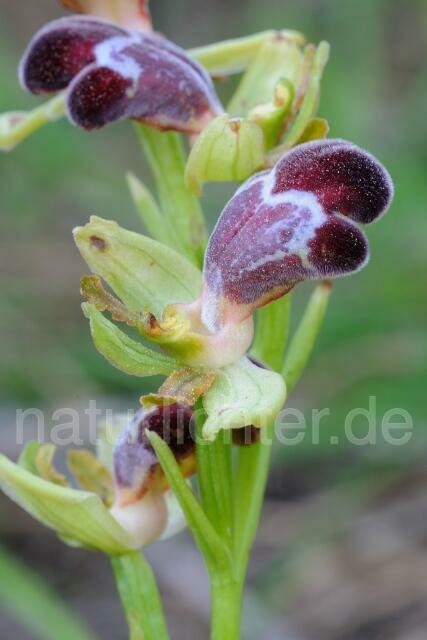 W8365 Omega-Ragwurz,Ophrys omegaifera - Peter Wächtershäuser