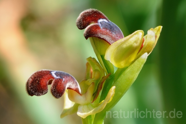 W8366 Omega-Ragwurz,Ophrys omegaifera - Peter Wächtershäuser