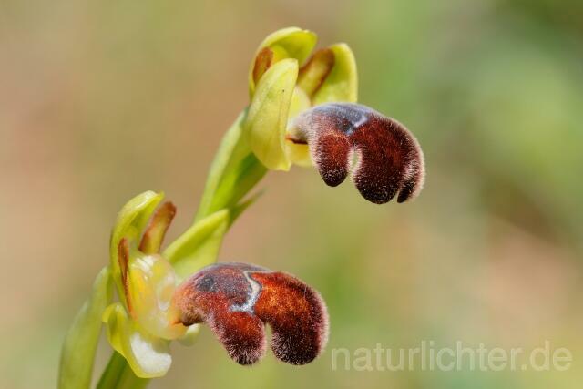 W8367 Omega-Ragwurz,Ophrys omegaifera - Peter Wächtershäuser