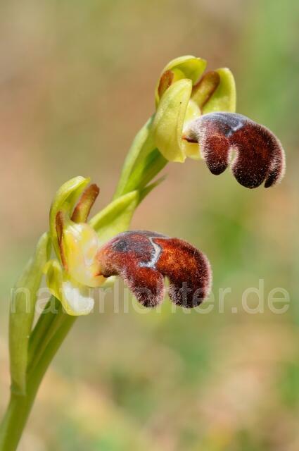 W8368 Omega-Ragwurz,Ophrys omegaifera - Peter Wächtershäuser