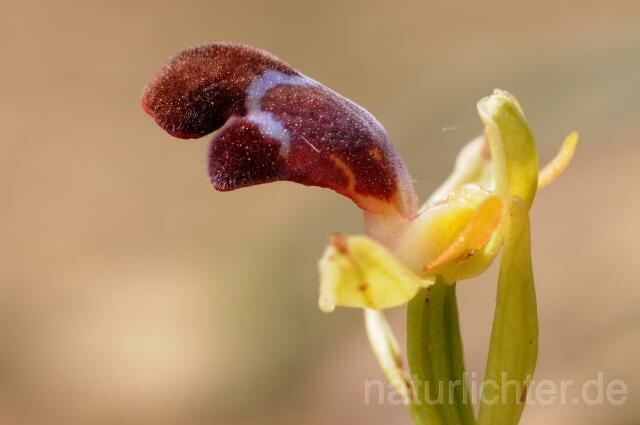 W8369 Omega-Ragwurz,Ophrys omegaifera - Peter Wächtershäuser