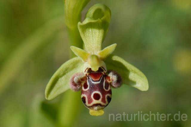 W8394 Rhodische-Ragwurz,Ophrys rhodia - Peter Wächtershäuser