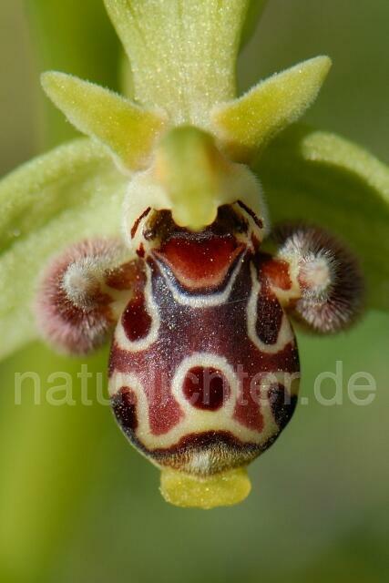 W8395 Rhodische-Ragwurz,Ophrys rhodia - Peter Wächtershäuser