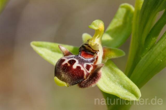 W8396 Rhodische-Ragwurz,Ophrys rhodia - Peter Wächtershäuser