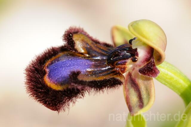 W8415 Spiegel-Ragwurz,Ophrys speculum - Peter Wächtershäuser