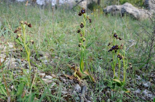 W8417 Spiegel-Ragwurz,Ophrys speculum - Peter Wächtershäuser