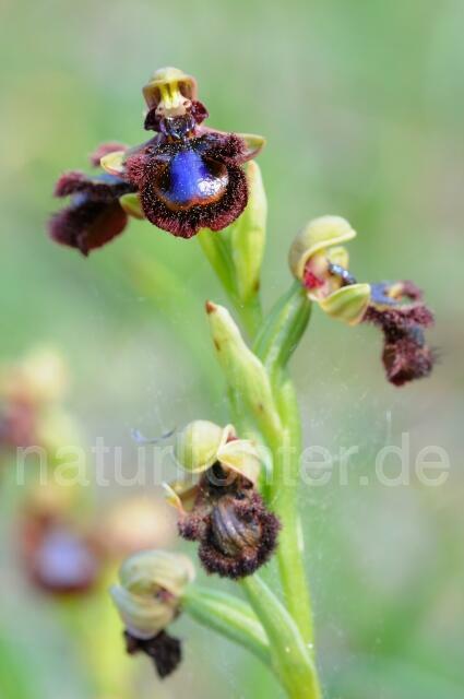 W8418 Spiegel-Ragwurz,Ophrys speculum - Peter Wächtershäuser