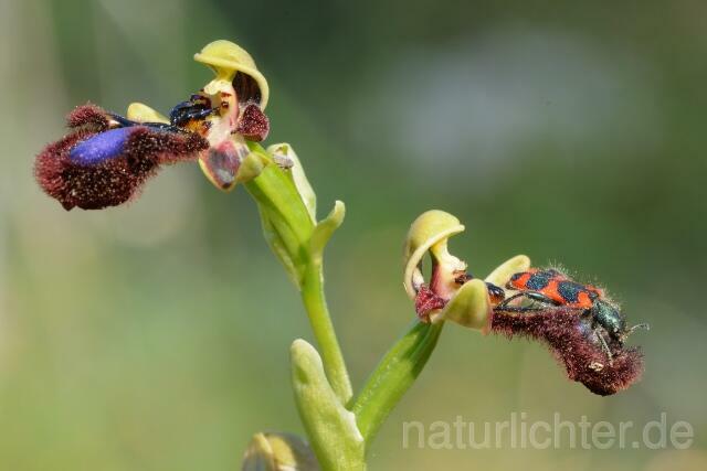 W8419 Spiegel-Ragwurz,Ophrys speculum - Peter Wächtershäuser