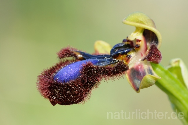 W8420 Spiegel-Ragwurz,Ophrys speculum - Peter Wächtershäuser