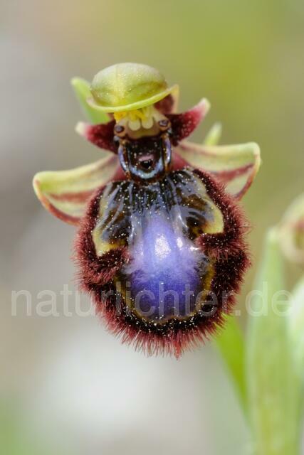 W8421 Spiegel-Ragwurz,Ophrys speculum - Peter Wächtershäuser