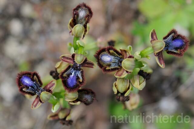 W8424 Spiegel-Ragwurz,Ophrys speculum - Peter Wächtershäuser