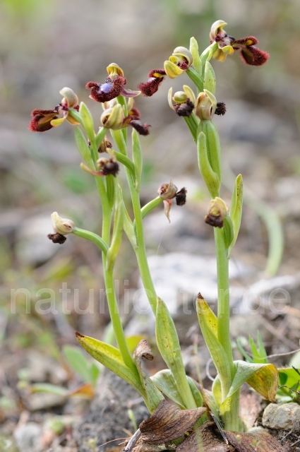 W8425 Spiegel-Ragwurz,Ophrys speculum - Peter Wächtershäuser