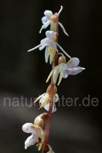 W9144 Blattlose Widerbart,Epipogium aphyllum - Peter Wächtershäuser