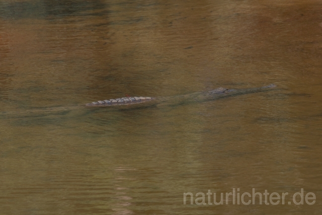 W19377 Australien-Krokodil,Freshwater crocodile - Peter Wächtershäuser