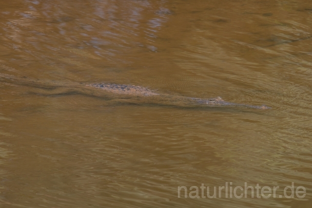 W19378 Australien-Krokodil,Freshwater crocodile - Peter Wächtershäuser