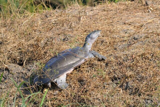 W7419 Ganges-Weichschildkröte,Indian softshell turtle - Peter Wächtershäuser