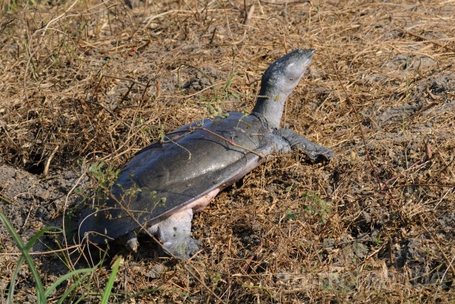 W7420 Ganges-Weichschildkröte,Indian softshell turtle - Peter Wächtershäuser