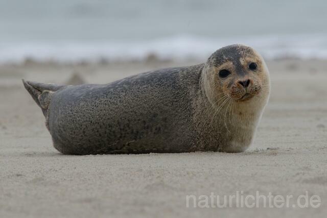 W10663 Seehund,Harbor seal - Peter Wächtershäuser