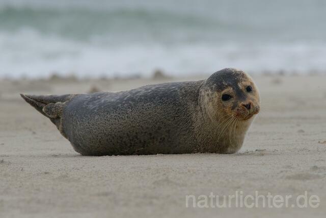 W10664 Seehund,Harbor seal - Peter Wächtershäuser