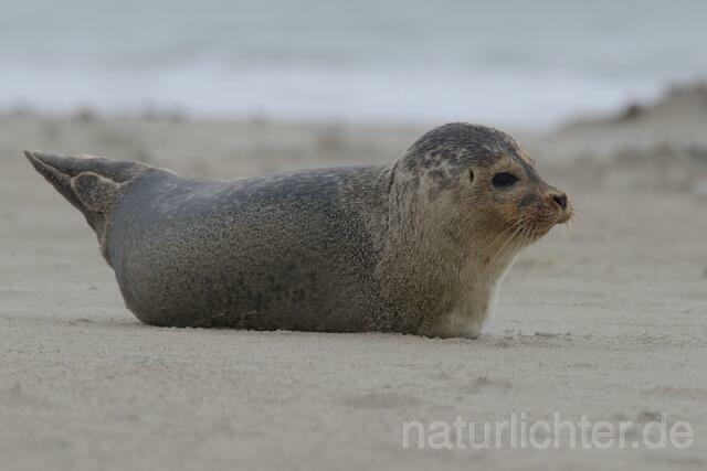 W10665 Seehund,Harbor seal - Peter Wächtershäuser
