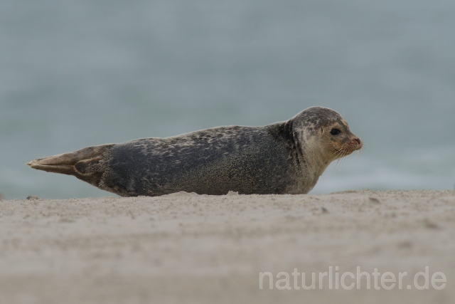 W10667 Seehund,Harbor seal - Peter Wächtershäuser