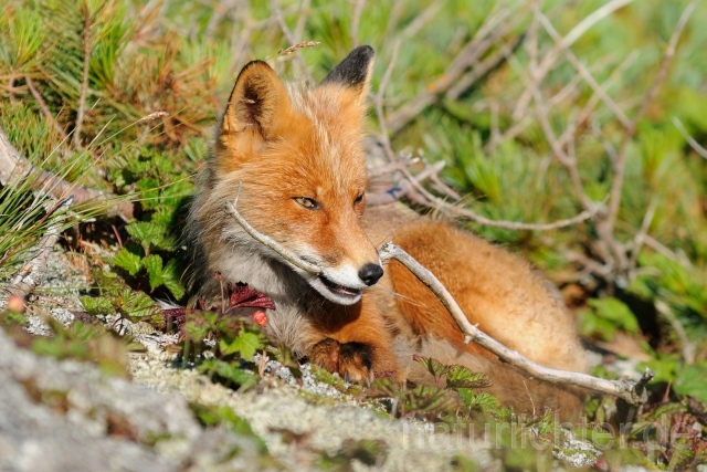 W10699 Rotfuchs,Red Fox - Peter Wächtershäuser