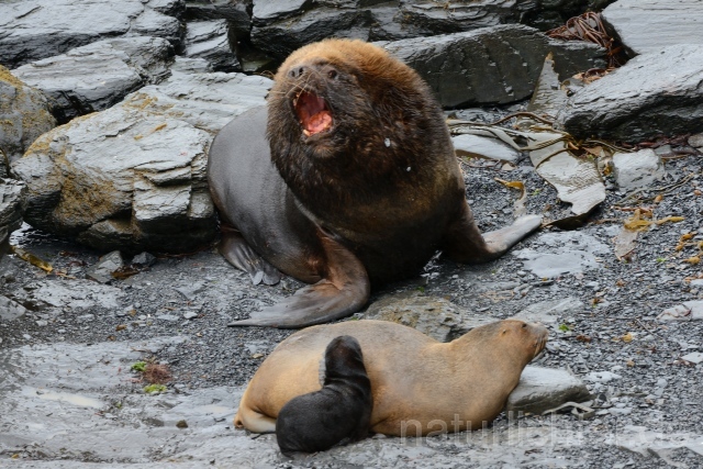 W11083  Mähnenrobbe,South Amercan sea Lion - Peter Wächtershäuser