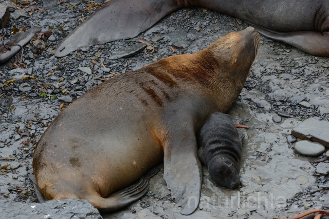 W11088  Mähnenrobbe,South Amercan sea Lion - Peter Wächtershäuser