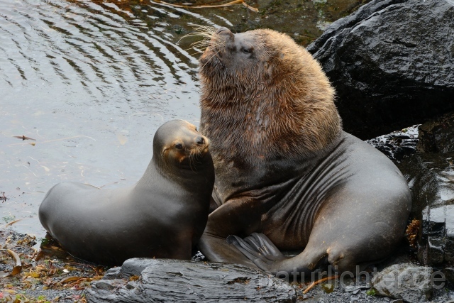 W11092  Mähnenrobbe,South Amercan sea Lion - Peter Wächtershäuser