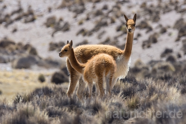 W12580 Vikunja,Vicuña - Peter Wächtershäuser