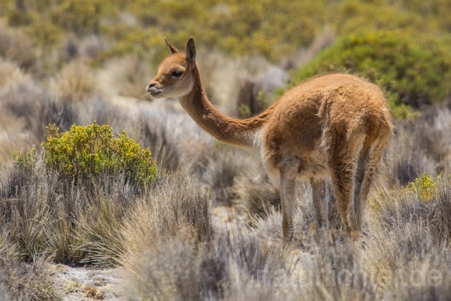 W12581 Vikunja,Vicuña - Peter Wächtershäuser