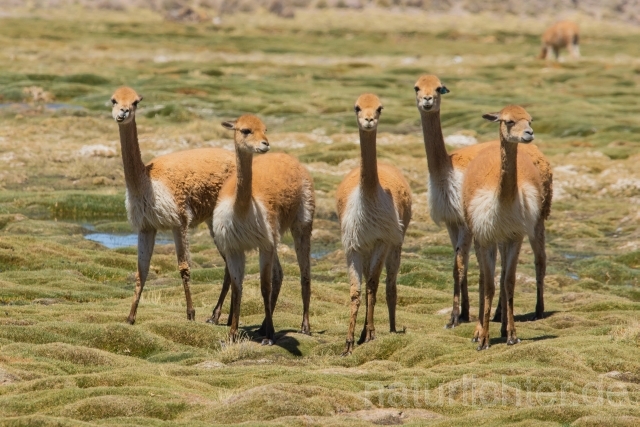 W12583 Vikunja,Vicuña - Peter Wächtershäuser