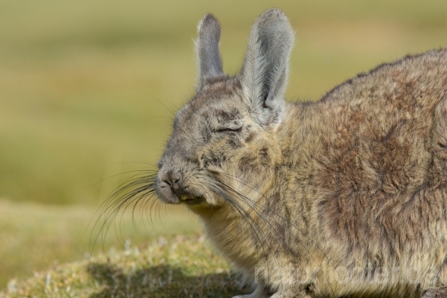 W12605 Eigentliches Bergviscacha,Southern viscacha,Viscacha - Peter Wächtershäuser