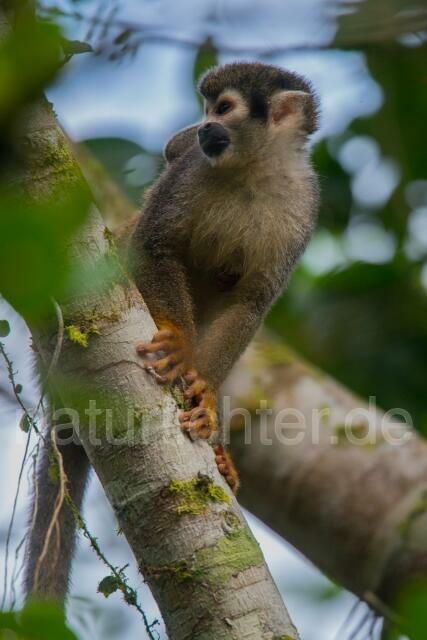 W14471 Ecuador-Totenkopfaffe,Ecuadorian Squirrel Monkey - Peter Wächtershäuser